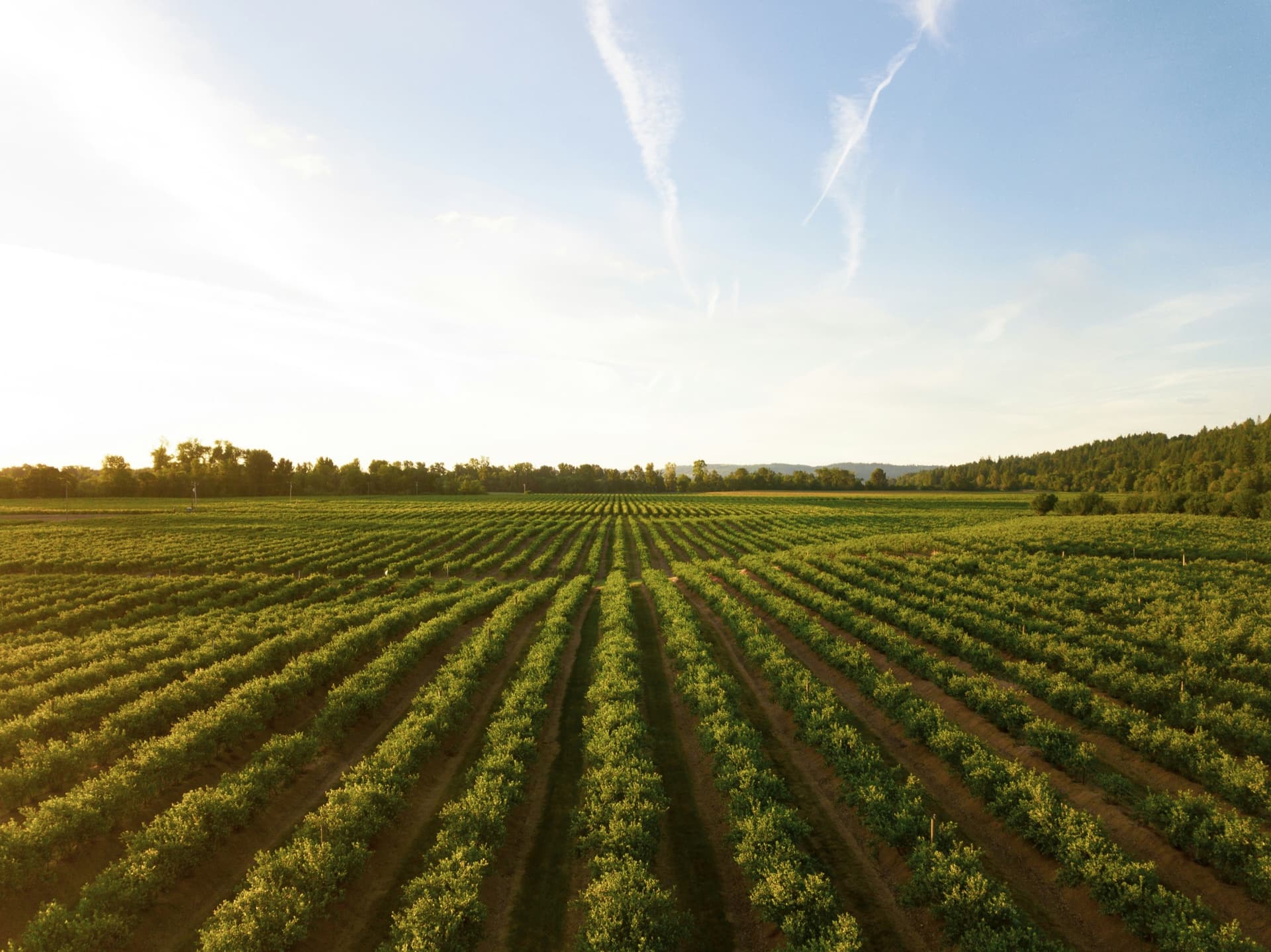 Rows of agricultural crops under a bright sky
