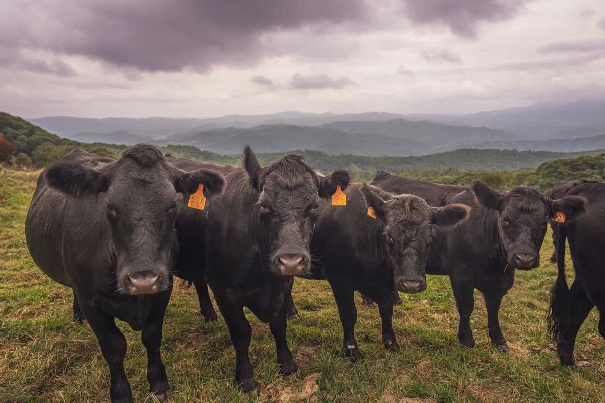 Herd of Black Angus cattle on a hillside pasture