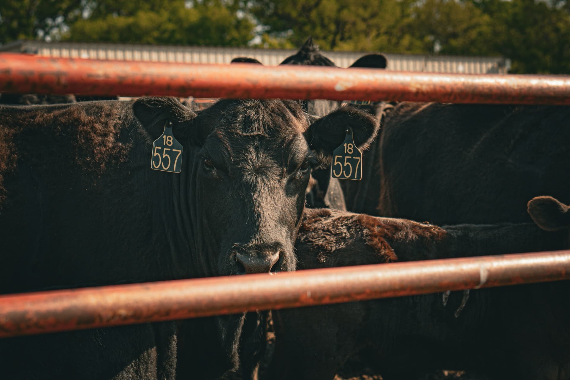 Close-up of tagged Black Angus cattle behind a steel pen rail