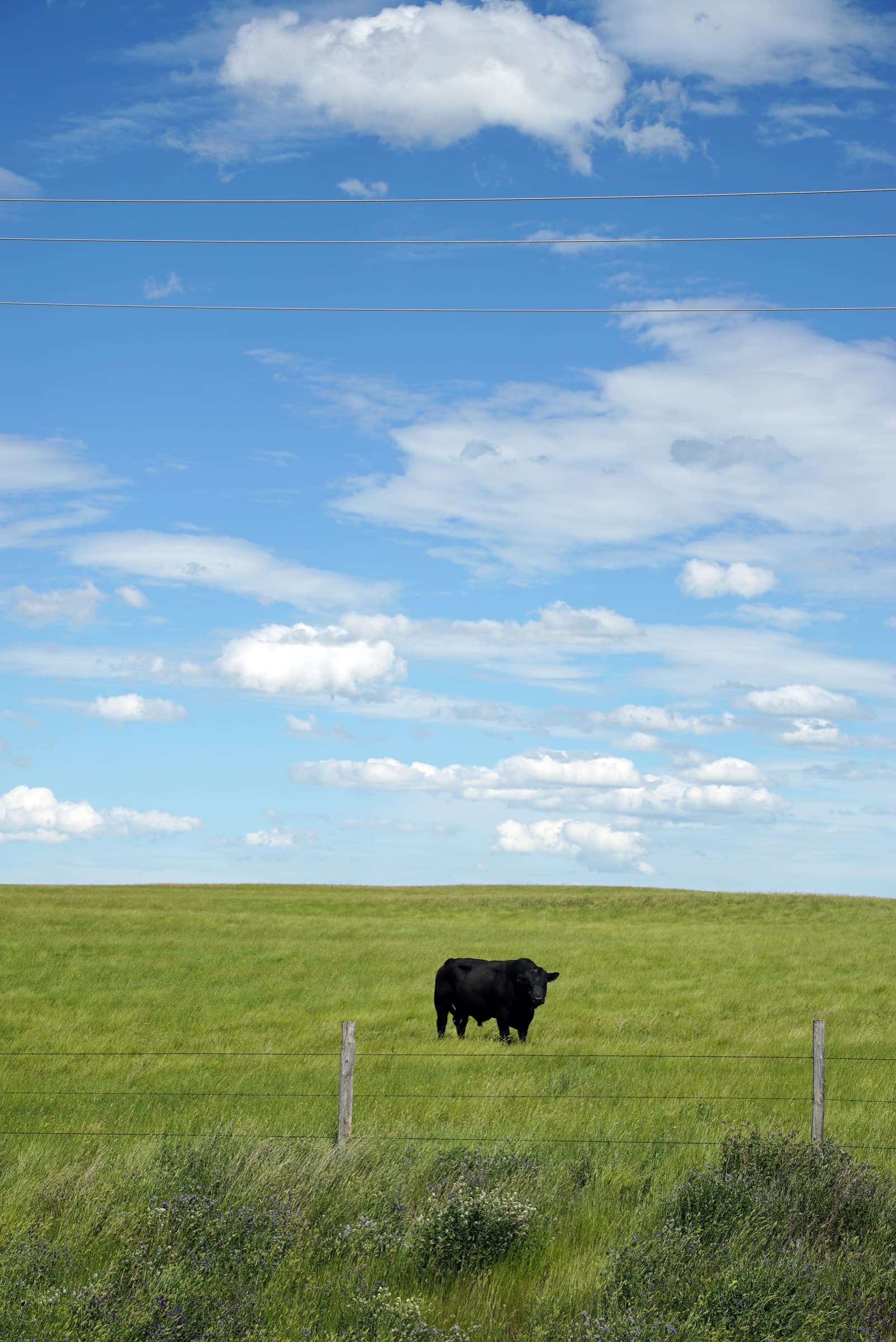 Single Black Angus cow in a wide open grass field under a blue sky