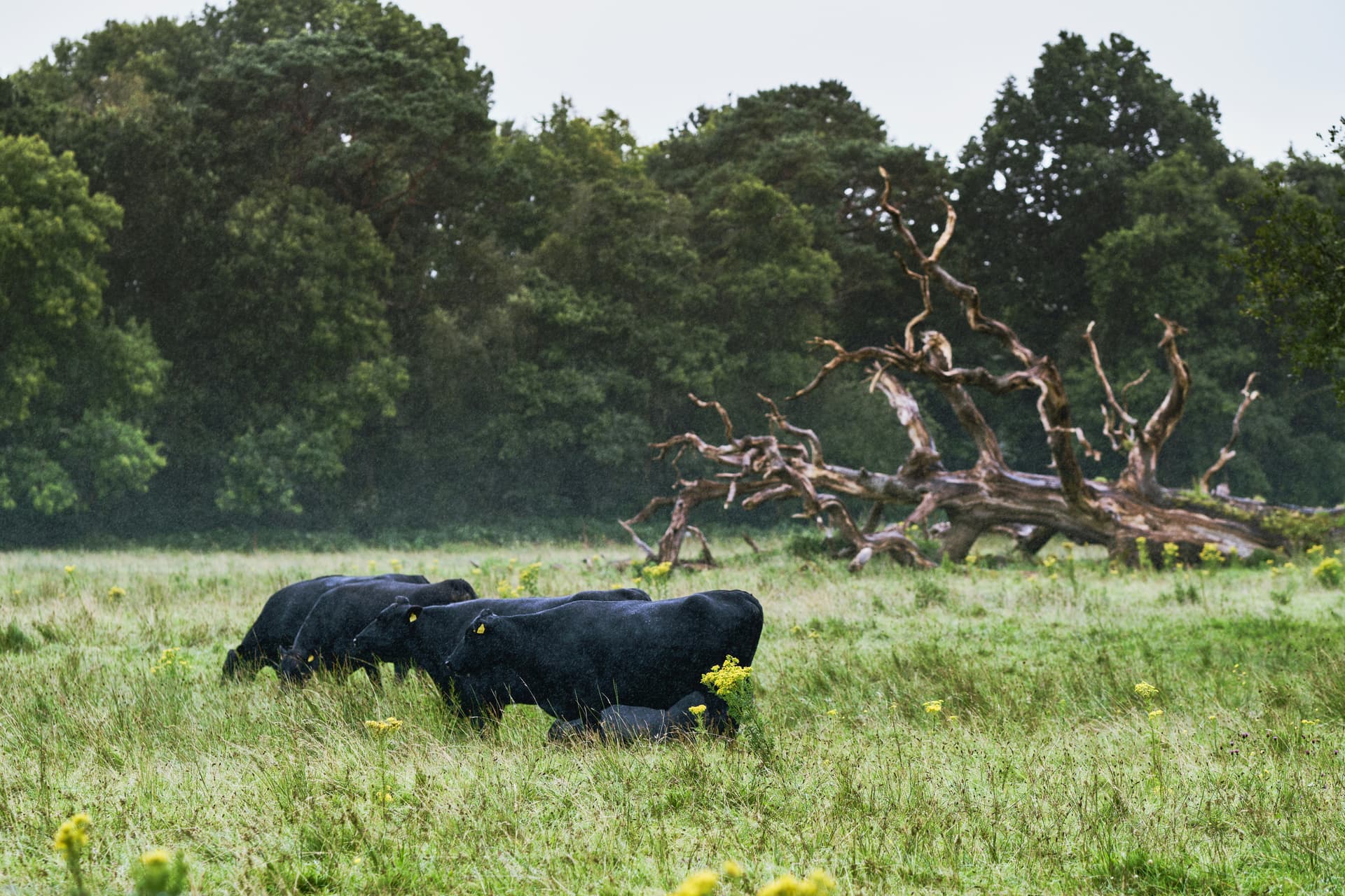 Black Angus cattle grazing in a green pasture