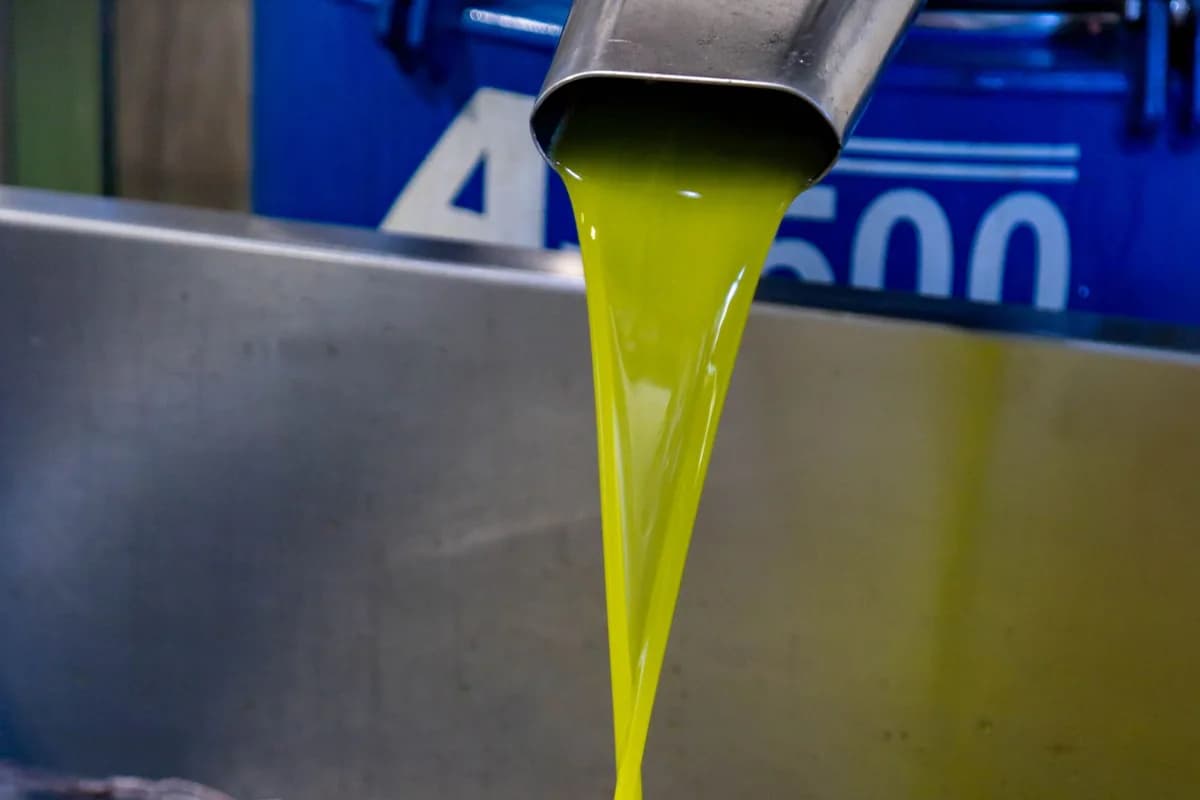 Fresh olive oil pouring from a stainless steel mill spout into a collection tank