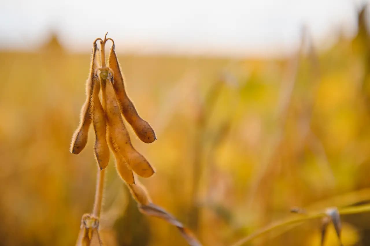 Ripe soybean pods on the plant ready for harvest