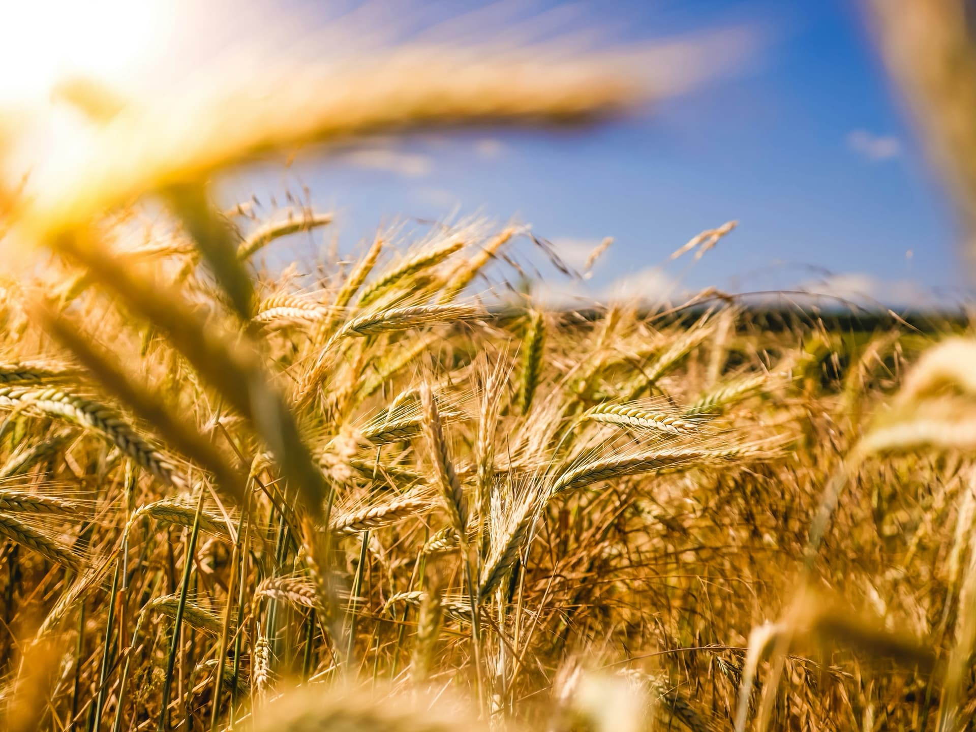 Golden soft red winter wheat field before harvest
