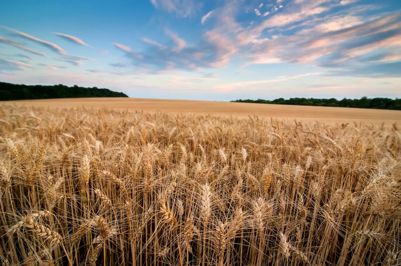 Wheat field stretching to the horizon