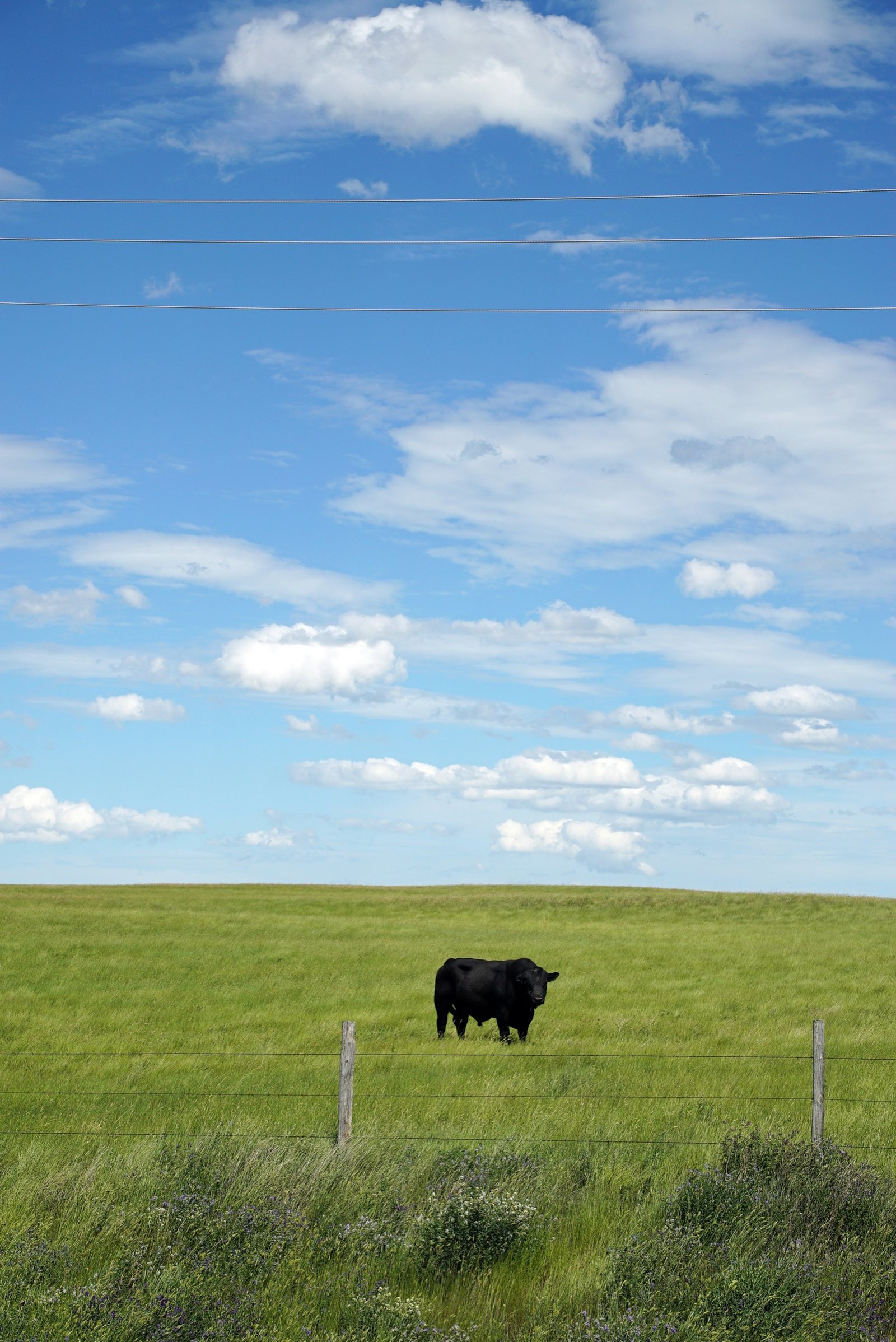 Black Angus cattle grazing in an open field, representing beef production for export