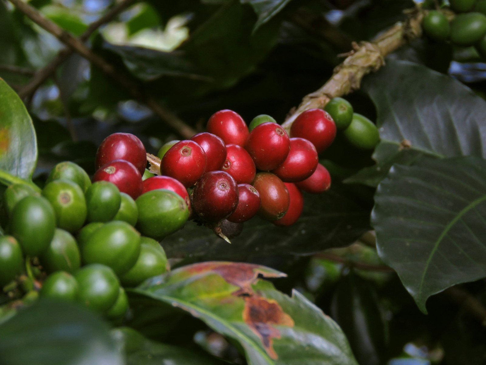 Ripe red coffee cherries on the branch — Colombian Arabica coffee sourced through XRT Group's Medellín hub