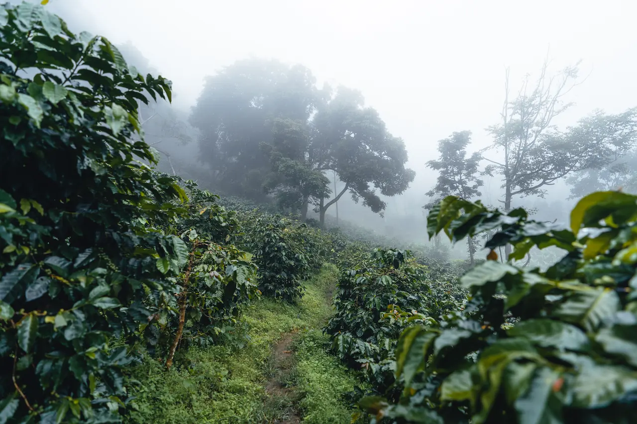 Coffee plantation in a misty forest