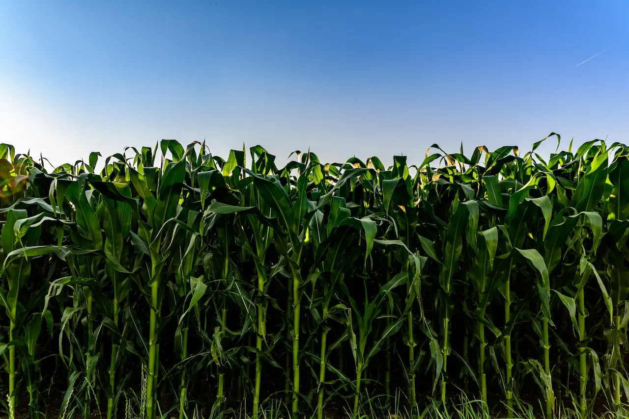 Field of corn in the sun