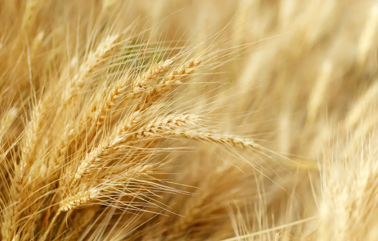 Golden wheat ears in a field — bulk grain procurement and agricultural supply
