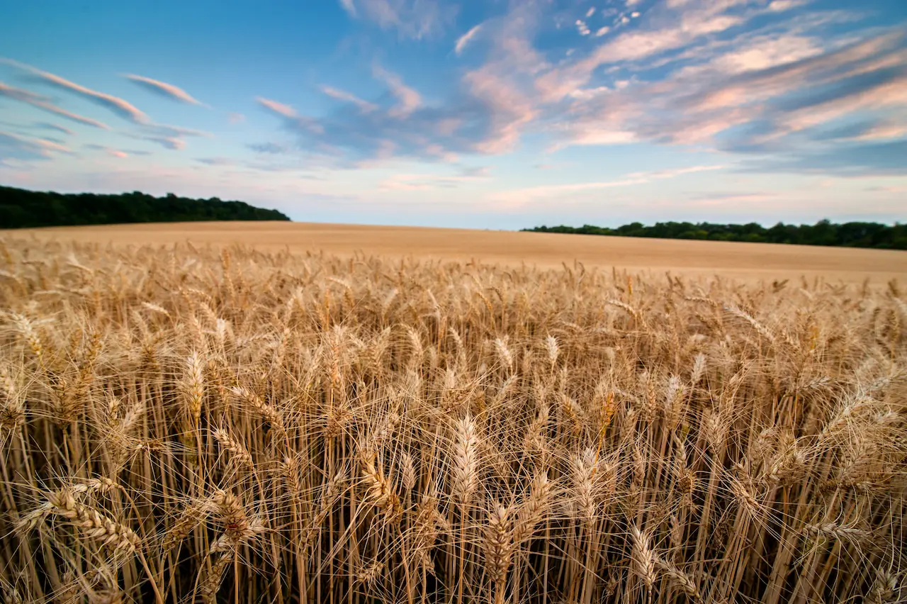 Golden wheat field at evening