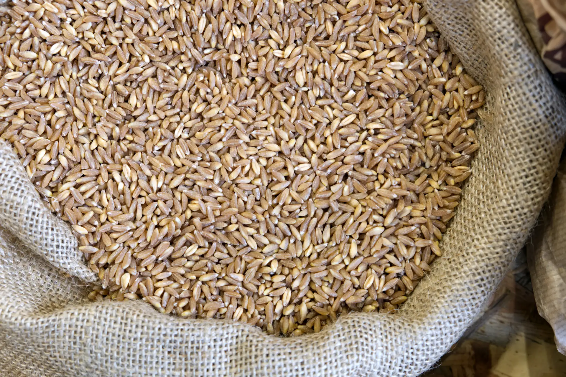 Durum Wheat (Semolina Grade)